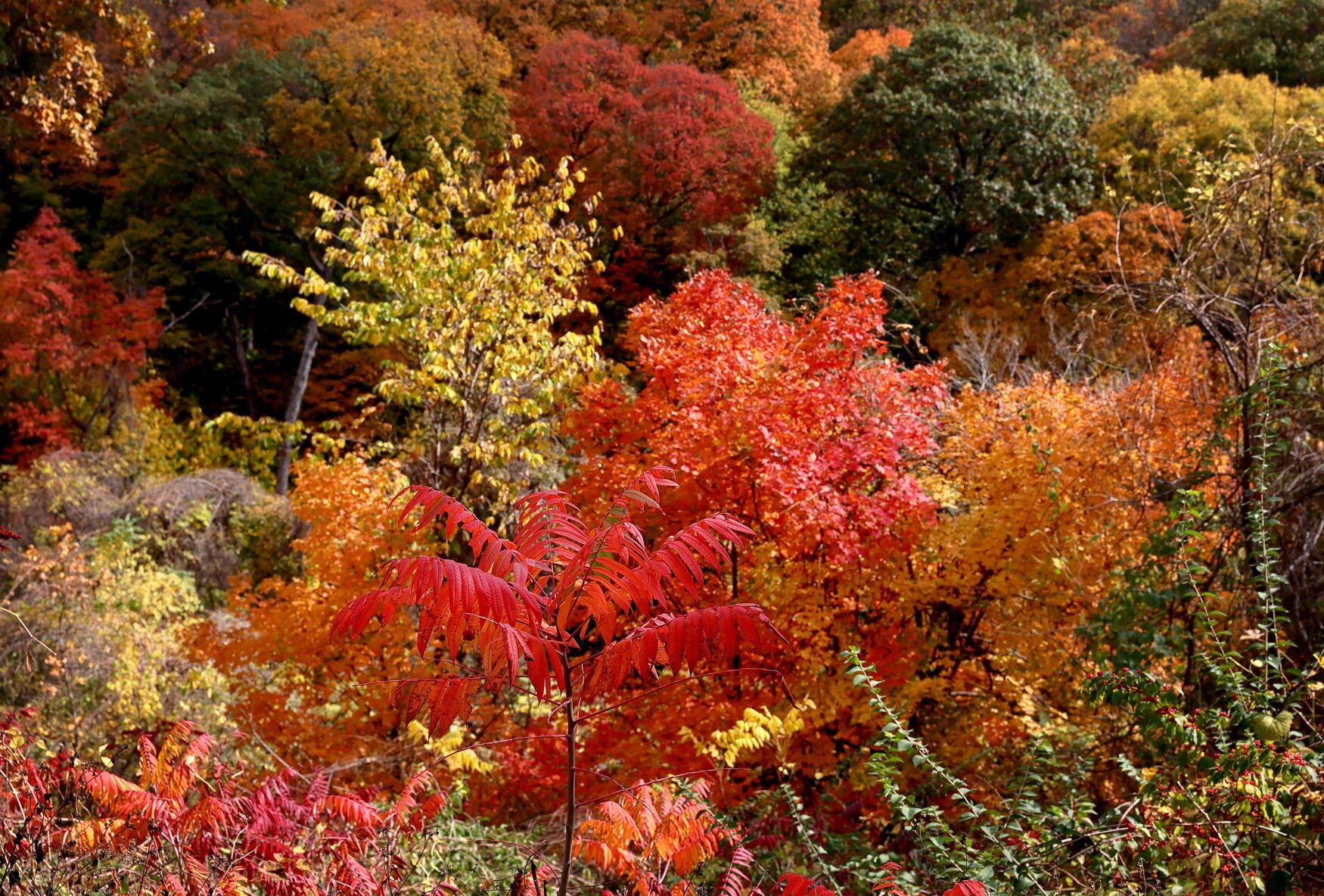 Fall colors in Pere Marquette State Park